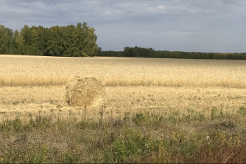 Фотография к новости: Некоторые районы на севере Казахстана пострадали от засухи