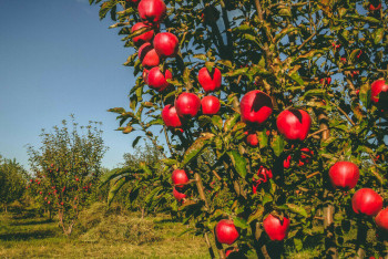 Фотография к новости: Алматинские яблоки могут стать национальным брендом - Токаев