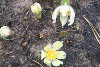 Фотография к новости: В сгоревших лесах Костанайской области цветут подснежники