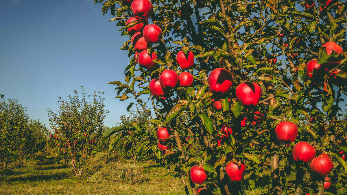 assets.atlasobscura.com