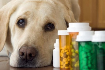 Фотография к новости: Отравленные продукты, из-за которых гибнут животные, ищут в парке Караганды