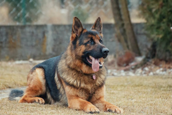 Фотография к новости: Житель ВКО натравил собаку на полицейских