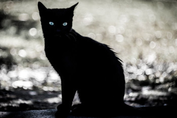 Фотография к новости: Просят поискать котёнка: случаи из WhatsApp-рассылок проверяет полиция в Павлодаре