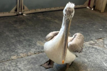 Фотография к новости: Раненого пеликана спасли нефтяники в Мангистау