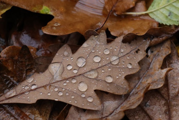 Фотография к новости: Дождь, снег и туман: какая погода ожидается в Казахстане в среду