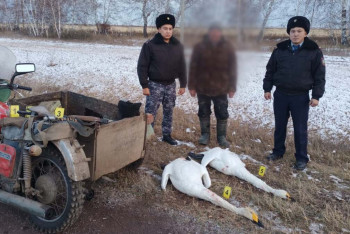 Фотография к новости: Краснокнижных лебедей застрелил браконьер в Акмолинской области