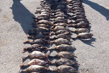 Фотография к новости: Браконьеры из Актобе застрелили более 60 уток в Кызылординской области