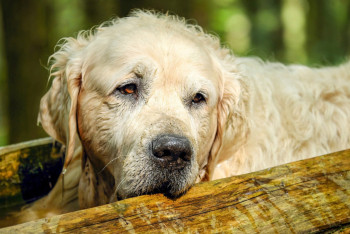 Фотография к новости: Бродячие собаки напали на жительницу Уральска