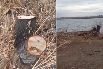 Деревья уничтожают на берегу водоема Усть-Каменогорска