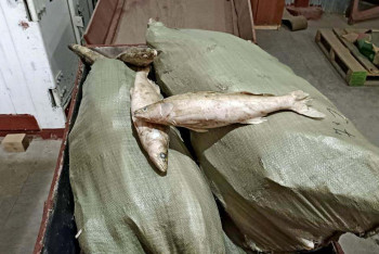 Фотография к новости: На 116 миллионов тенге выловили рыбы браконьеры в ВКО