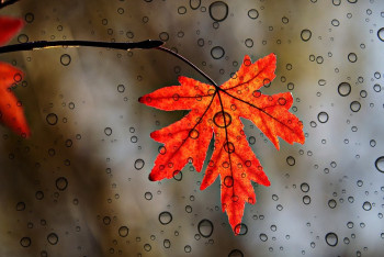 Фотография к новости: Дожди и сильный ветер: синоптики рассказали о погоде на три дня