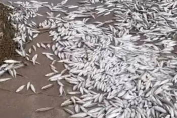 Фотография к новости: Массовую гибель рыбы на Капшагае сняли жители Алматинской области