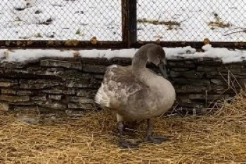 Фотография к новости: Редкого лебедя спасли жители Кокшетау