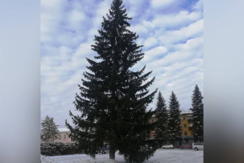 Фотография к новости: В одном из райцентров ВКО придумали, как сэкономить на новогодней ёлке