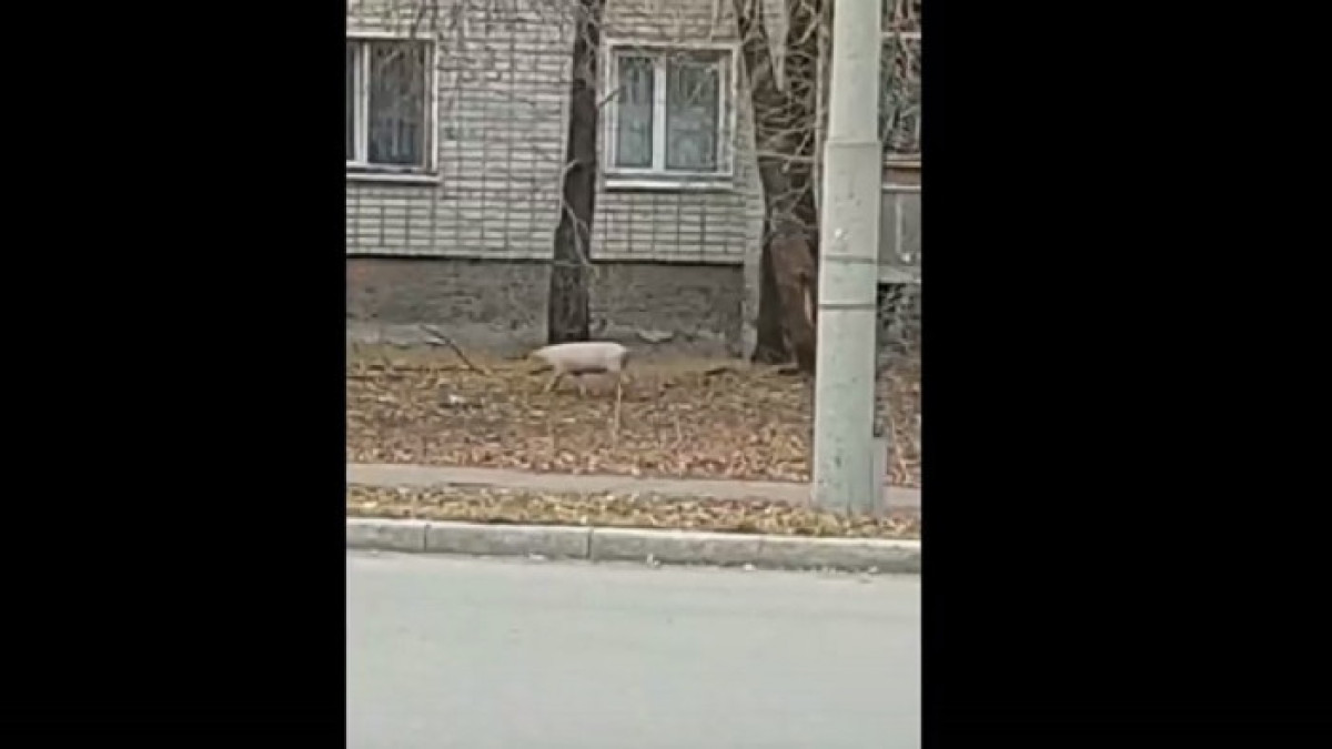 скриншот с видео