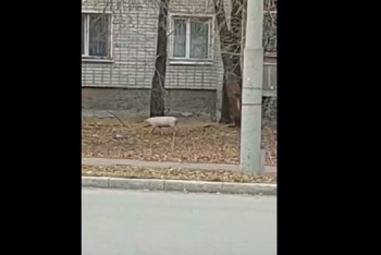 Фотография к новости: Полицейские ловили поросят, бегающих по улицам Усть-Каменогорска