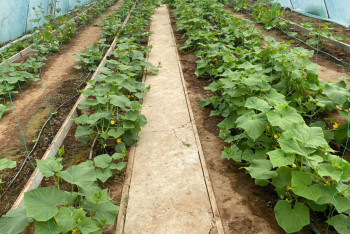 Фотография к новости: Кызылординские школьники сажают овощи на уроках биологии и продают их школьной столовой