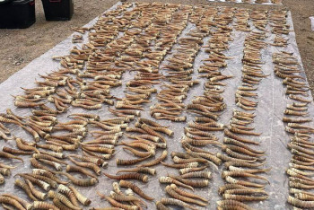 Фотография к новости: Более 100 килограммов рогов сайги изъяли в Алматинской области