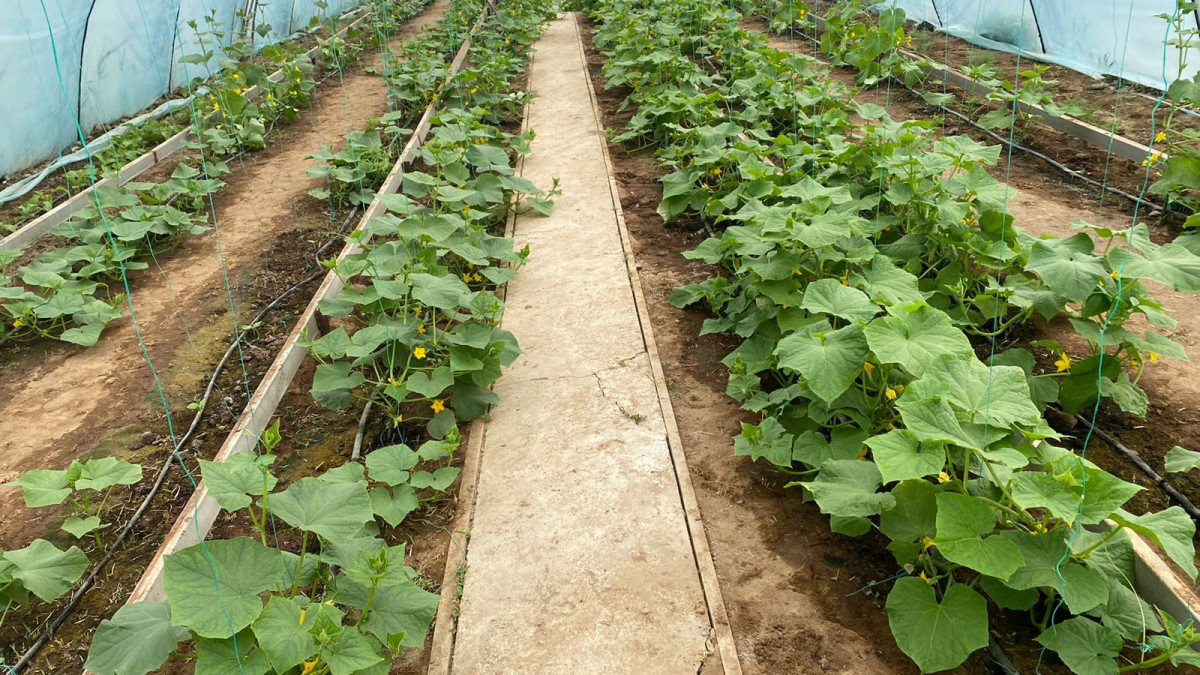 Айнур Тулешова