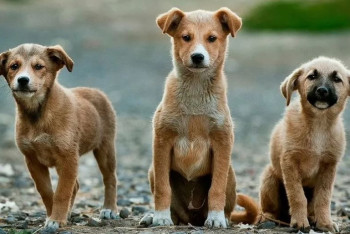 Фотография к новости: Центр бесплатной стерилизации бездомных собак и кошек откроется в Павлодаре