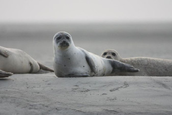 Фотография к новости: Обследовать побережье Каспия из-за массовой гибели тюленей поручил президент