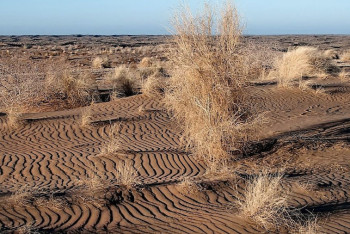 Фотография к новости: Опустынивание Мангистауской области Токаев назвал крайне актуальной проблемой