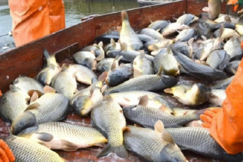 Фотография к новости: Президент предложил ограничить экспорт сырой рыбы из Атырау