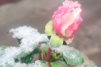 Фотография к новости: Первый снег в Алматы. Спасатели обратились к горожанам