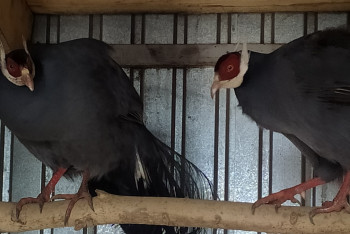 Фотография к новости: Узбекская двухчубая, фазан Свайно и индийские павлины: "птицепарк" с редкими породами завёл житель СКО