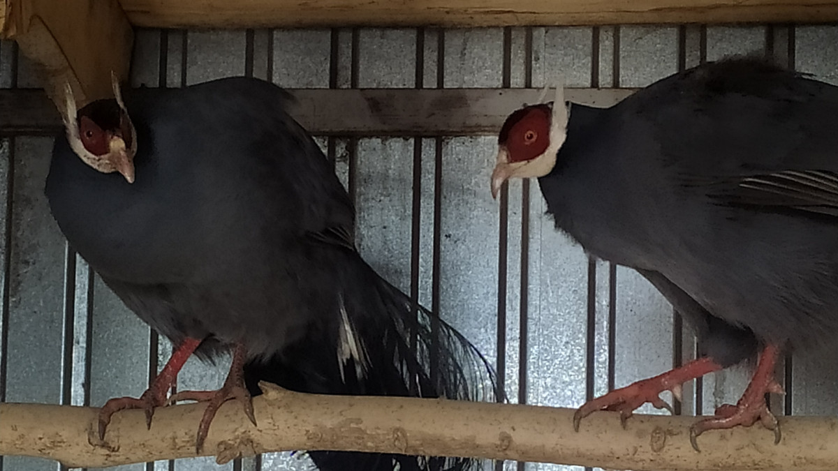 Алена Фомина