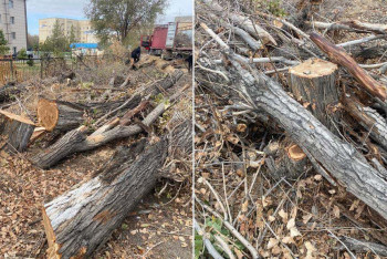 Фотография к новости: Талдыкорганец срубил деревья перед городским колледжем