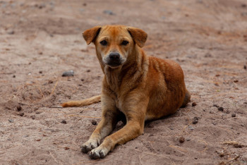 Фотография к новости: 2 млрд тенге требуется на содержание бродячих животных в Костанайской области