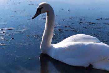 Фотография к новости: Нефтяники спасли лебедя в Актау, а лесники отпустили на волю