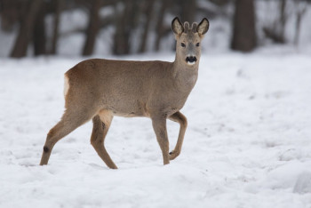 Фотография к новости: На слишком активных косуль жалуются водители в СКО