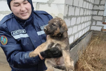 Фотография к новости: Трогательным видео о спасении щенка поделились сотрудники ЧС в Актобе