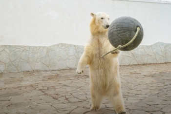 Фотография к новости: Белый медвежонок Айка поселится в зоопарке Алматы
