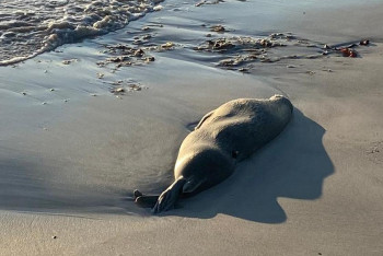 Фотография к новости: Выброс сероводорода мог стать причиной гибели тюленей на Каспии - Минэкологии