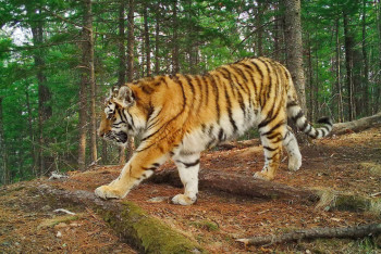 Фотография к новости: Россия передаст трёх амурских тигров Казахстану в 2025 году