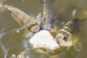 Фотография к новости: Инспекторы раскритиковали борьбу с замором рыбы в Павлодаре