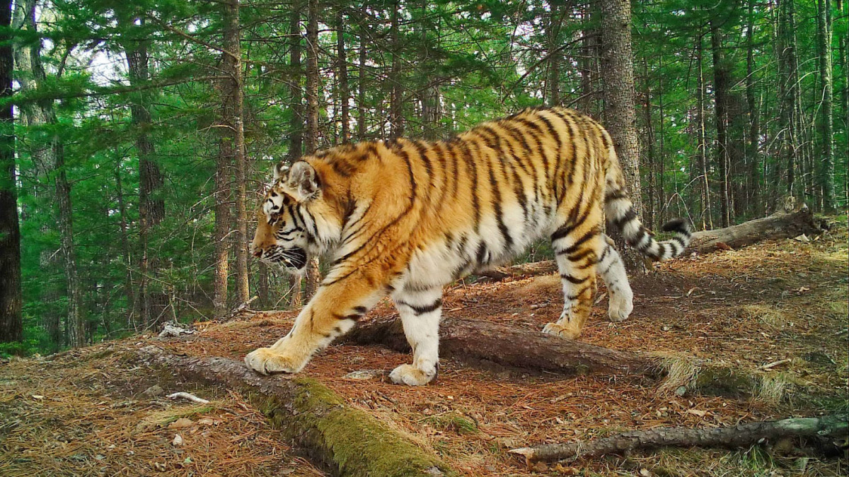 Россия передаст трёх амурских тигров Казахстану в 2025 году