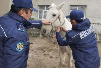 На 16 тысяч домашних животных повесили светоотражающие ленты туркестанские полицейские