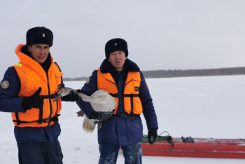 Фотография к новости: Спасатели рискнули жизнями ради замерзающих лебедей в СКО