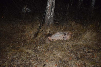 Фотография к новости: Погоню за вооружёнными браконьерами сняли на видео в СКО