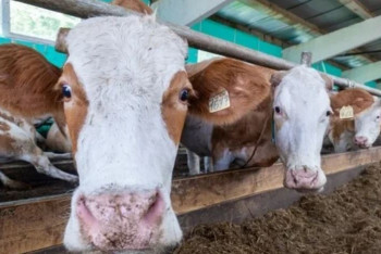 Фотография к новости: Пятилетний план по развитию сёл разработают в Казахстане