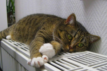 Жители Экибастуза остались без тепла в тридцатиградусный мороз