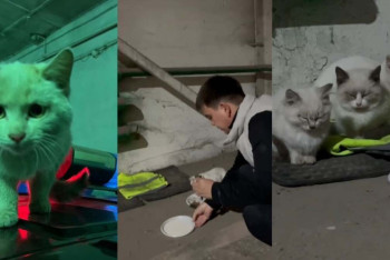 Фотография к новости: Котят, брошенных на морозе, спасли павлодарские полицейские