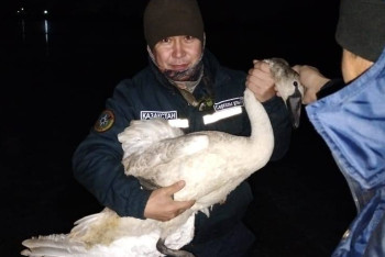 Фотография к новости: Спасатели вызволили примёрзшего ко льду лебедя в Актобе