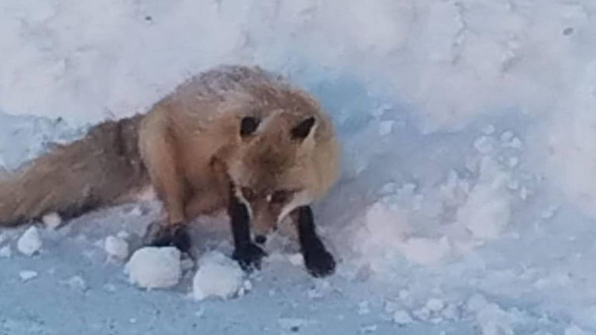 ОФ защиты прав животных "Дворянин"