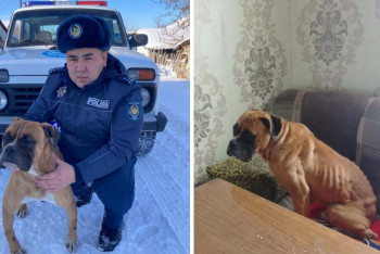 Фотография к новости: Житель Текели выбросил бойцовскую собаку на улицу