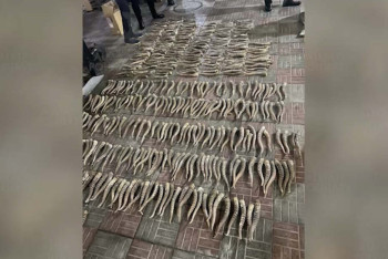 Фотография к новости: Торговца рогами сайги задержали в Алматы